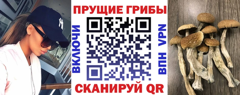 наркота  Сланцы  ссылка на мегу ссылки  Псилоцибиновые грибы прущие грибы 